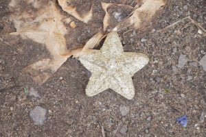 07062025—lanamento-da-caravana-da-reciclagem-popular—dia-nacional-de-luta-das-catadoras-e-catadores—luliaguzzi_54581294391_l