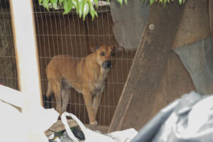 07062025—lanamento-da-caravana-da-reciclagem-popular—dia-nacional-de-luta-das-catadoras-e-catadores—luliaguzzi_54581607715_l